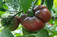 Aussaat guide für schwarze and orange tomato samen