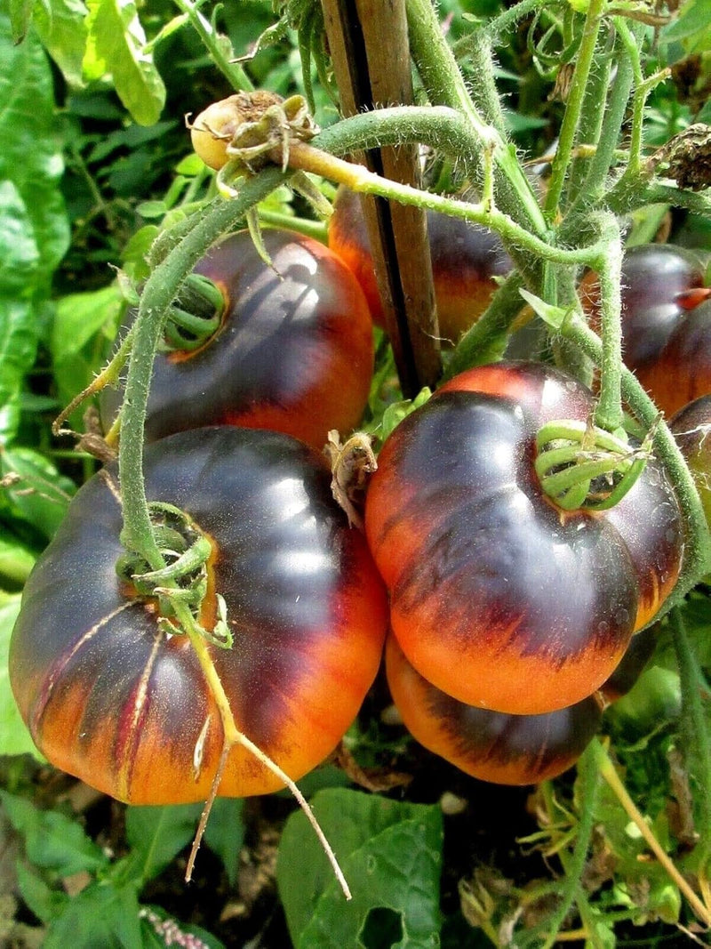 Schwarze and orange tomato samen für aussaat