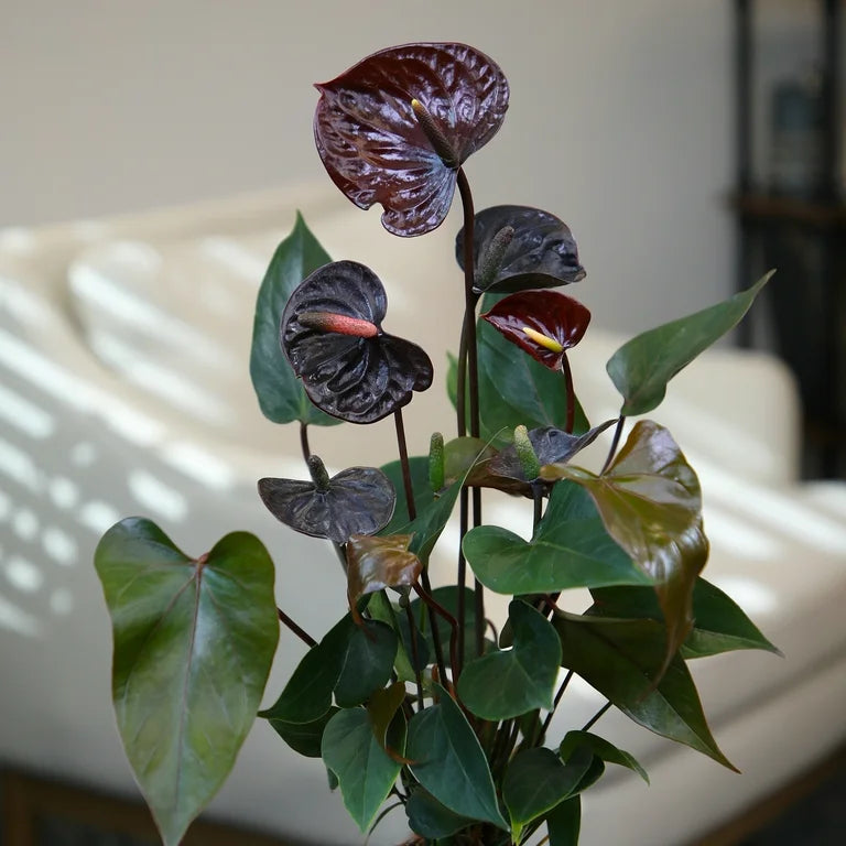 Glossy schwarz anthurium leaves in topf