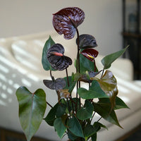 Glossy schwarz anthurium leaves in topf