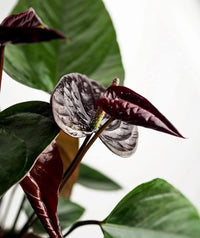 Schwarz anthurium pflanze wachsend innen