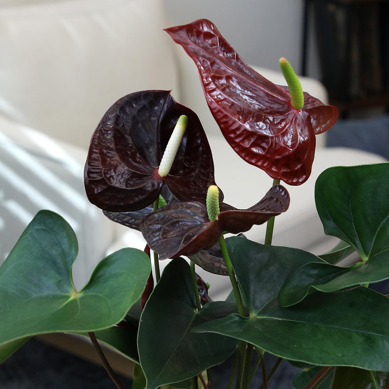 Schwarz anthurium samen for easy anpflanzung