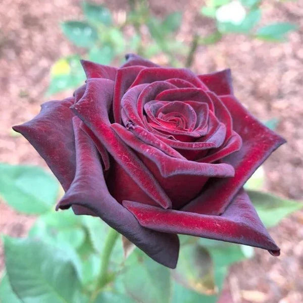 Hybrid Tea Rose Blumensamen zur Aussaat pflegeleicht Traditionssorte & ohne Gentechnik Samen Hausgarten