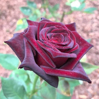 Hybrid Tea Rose Blumensamen zur Aussaat pflegeleicht Traditionssorte & ohne Gentechnik Samen Hausgarten