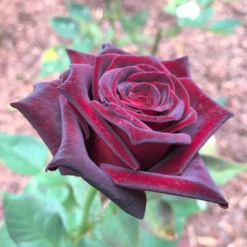 Hybrid (hybrid tea) samen for anpflanzung in home garten