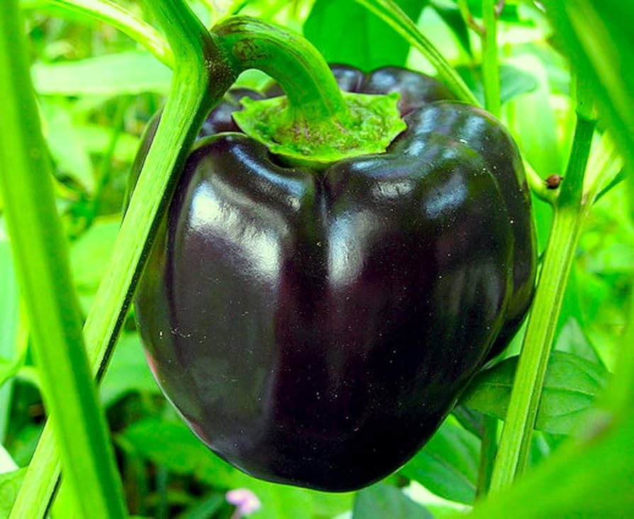 Schwarze bell pepper samen producing pflanzen in garten