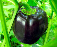 Schwarze bell pepper samen producing pflanzen in garten