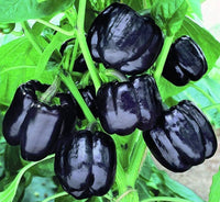 Schwarze bell pepper samen für aussaat