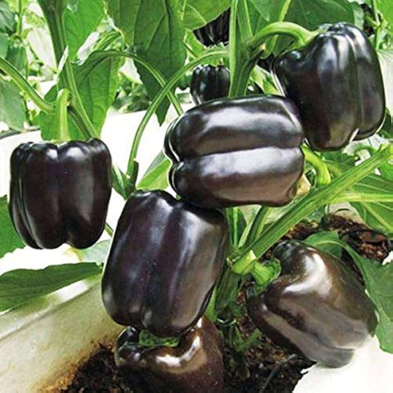 Schwarze bell pepper pflanzen gezogen aus samen