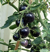 Aussaat guide für schwarze and blue tomato samen