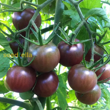 Schwarze brown tomato samen with high germination für aussaat