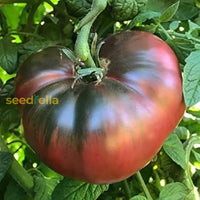 Schwarze brown tomato samen ideal für home gardens