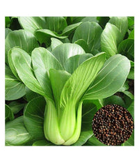 Non gmo schwarze choi bok choy samen für aussaat
