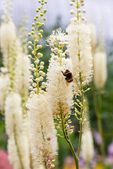 Black Cohosh Samen Actaea racemosa for shade gardens