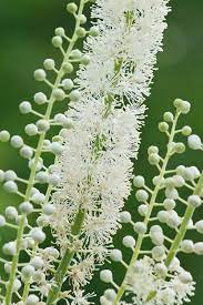 Black Cohosh white Blume spike Samen