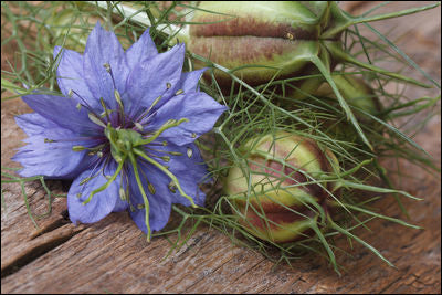 Black Cumin annual white Blumen grown in borders from Samen