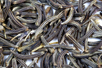 Heirloom gentechnikfrei Kala Jeera Black Cumin Samen ready for Aussaat