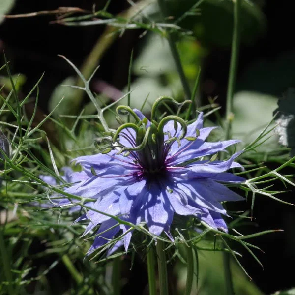 Black Cumin Samen Nigella sativa white Blumen