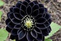 Schwarz dahlia blumen enhancing a garten border