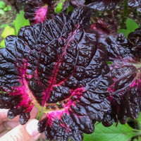 Schwarz Buntnessel Blumensamen zur Aussaat – Traditionssorte ohne Gentechnik Keimung biologisch Garten Samen hochwertige Qualitäts-
