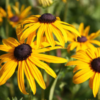 Schwarz-eyed susan pflanze with bright gelb petals