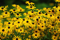 Black Eyed Susan Rudbeckia hirta yellow heirloom Blume Samen for Aussaat