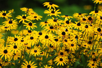 Black Eyed Susan Rudbeckia hirta yellow heirloom Blume Samen for Aussaat