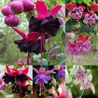 Mixed double schwarz petals fuchsia samen for anpflanzung