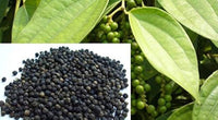 Schwarze hawk zier pepper pflanze compact bonsai-style pepper