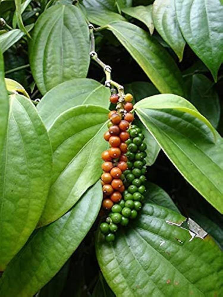 Dark foliage zier pepper samen schwarze hawk variety