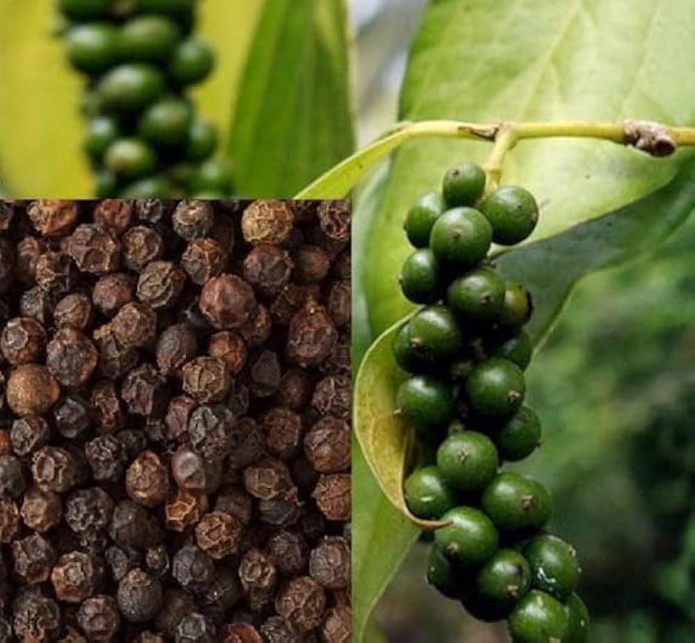Schwarze hawk pepper samen zier pepper samen für aussaat