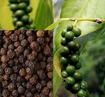 Schwarze hawk pepper samen zier pepper samen für aussaat