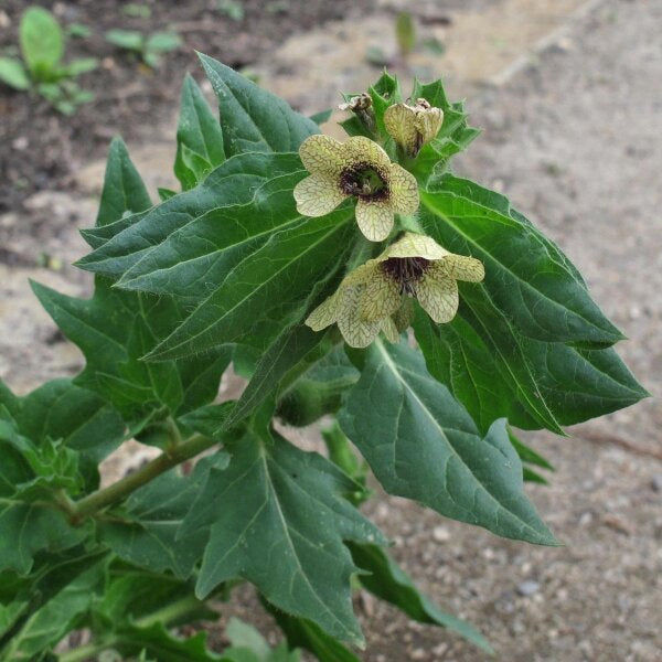 Yellow purple veined Black Henbane Blumen closeup