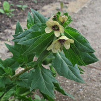 Yellow purple veined Black Henbane Blumen closeup