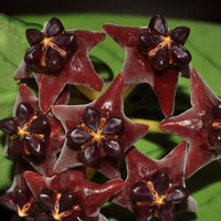 Schwarz hoya blume samen for anpflanzung