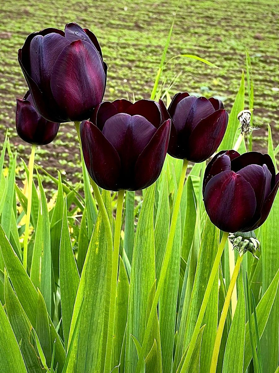 California Poppy Blume Tulpe Schwarz Samen zur Aussaat – elegant Lila Tulpe Blumensamen Gärten Samen zur Aussaat – 1 pcs