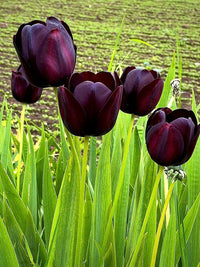 Schwarz Tulpe Blumensamen zur Aussaat
