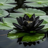 Close-up of dark schwarz lotus petals