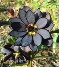 Schwarz lotus blume samen for anpflanzung
