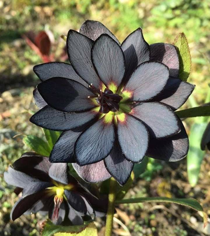 Schwarz lotus blume samen for anpflanzung