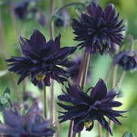 Schwarz lotus pflanzen wachsend in töpfen