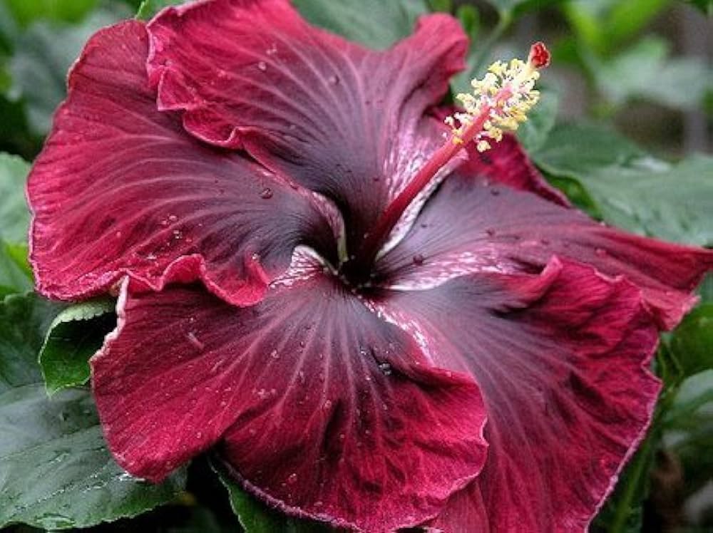Schwarz maroon hibiscus samen for anpflanzung