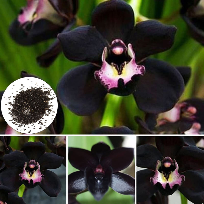 Schwarz orchid samen for easy anpflanzung