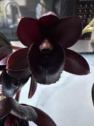 Schwarz orchid blumen wachsend in shaded garten areas