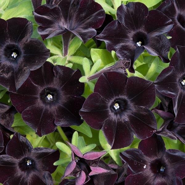 Schwarz petunia blume samen for anpflanzung