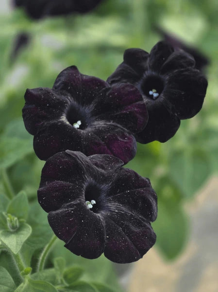Schwarz Cat Petunie Samen Blumensamen zur Aussaat – sonnenliebend – Traditionssorte & ohne Gentechnik Samen Hausgarten
