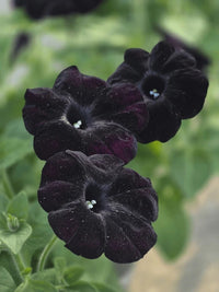 Schwarz Cat Petunie Samen Blumensamen zur Aussaat – sonnenliebend – Traditionssorte & ohne Gentechnik Samen Hausgarten