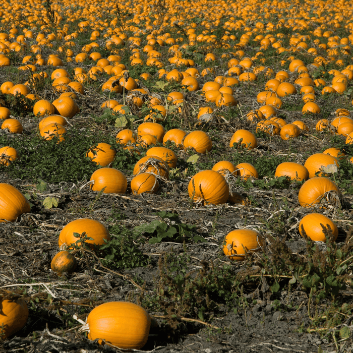 Schwarze pumpkin pflanze flowers in bloom
