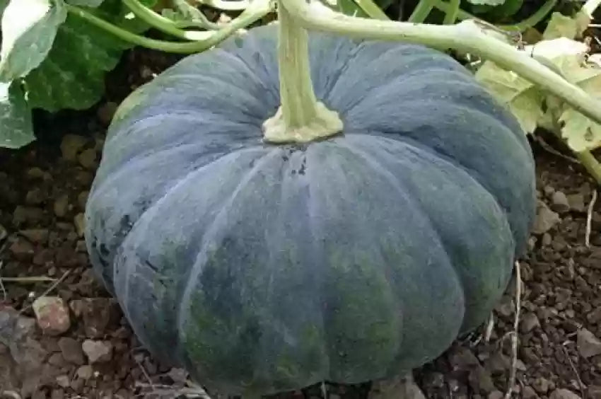 Schwarze pumpkin vines developing aus premium samen