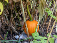 Freshly harvested schwarze pumpkins aus garten